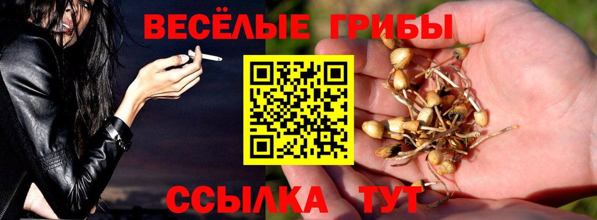Псилоцибиновые грибы Psilocybine cubensis Тимашёвск